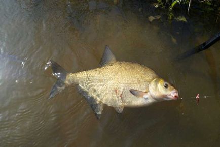 Fishing on Don kifogott keszeg és fehér keszeg