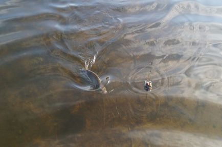 Fishing on Don kifogott keszeg és fehér keszeg