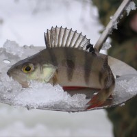 Риболовля по першому льоду ловля плотви, щуки, окуня по першому льоді