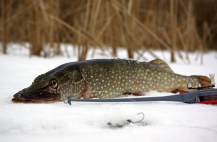 Horgászat a jégen első -, hogy kinek és hogyan