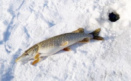 Fishing on az első jég, gazdaság halászati ​​pervolede