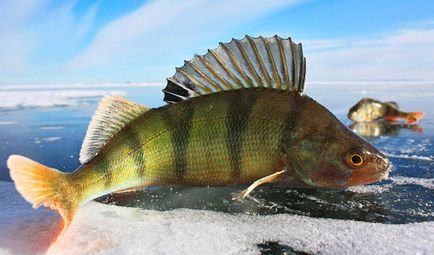 Fishing on az első jég, gazdaság halászati ​​pervolede