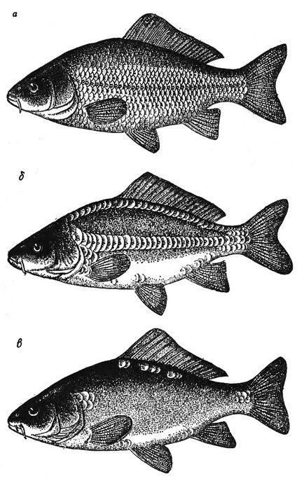 Pește, crescut în iazurile din 1986 belyaev in