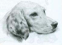 Câinii de desen - alfabetizare vizuală - aerografia pentru toată lumea