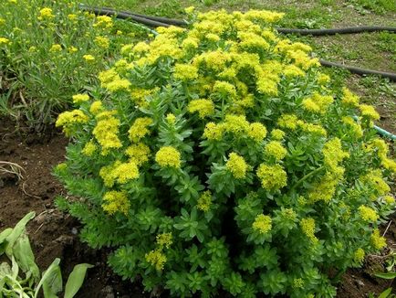 Rhodiola rosea