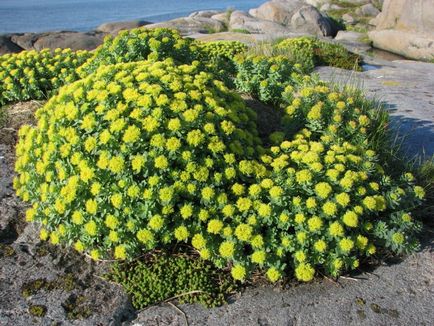 Rhodiola rosea (rădăcină de aur) - simptome și tratament cu remedii folclorice la domiciliu