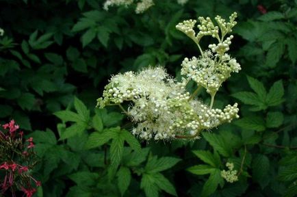 Лайка, Meadowsweet, жълт кантарион и други билки полезни за чай, рецепти, кухня, аргументи и факти