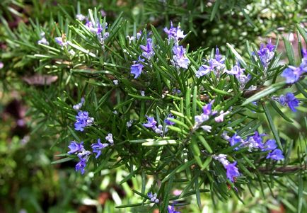 Rosemary - növekvő magról a kertben, és az ablakpárkányon, gazdagon berendezett kert