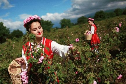 Рожеве масло, корисні властивості і застосування, ціна, відгуки