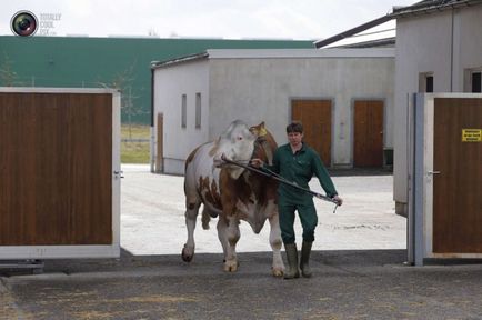 Ru ca lua sperma de la tauri - producători - terraoko - lumea cu ochii tăi