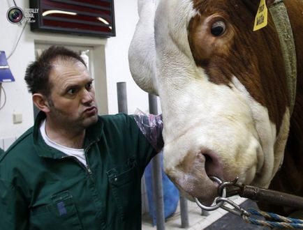 Ru ca lua sperma de la tauri - producători - terraoko - lumea cu ochii tăi