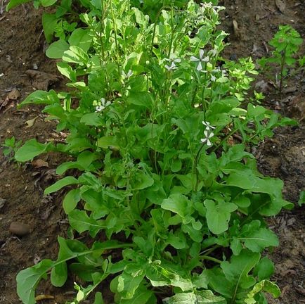 Rukola - verdeață - grădină și grădină de legume - rezident sălbatic de vară