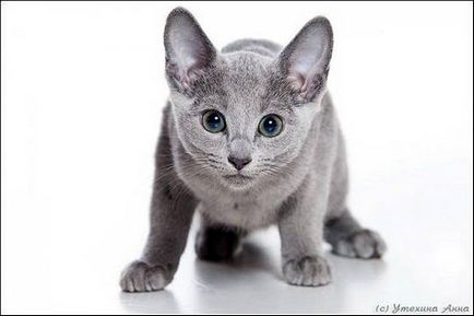 Rus albastru fotografie pisica, albastru rusesc, istoria rasei de pisici fotografie, basm, legende,