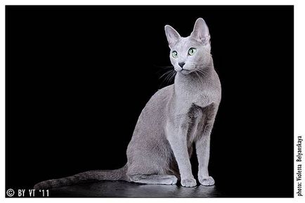 Orosz kék macska fotó, orosz kék, macska fajta történelem fotók, mesék, legendák,