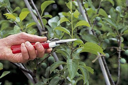 Plum de grădină - plantare și îngrijire