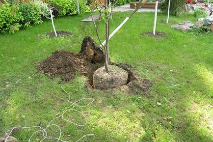 Plum de grădină - plantare și îngrijire