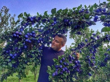 Plum de grădină - plantare și îngrijire