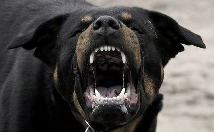 Найнебезпечніша порода собак у світі, з якої варто бути обережніше навіть господарям