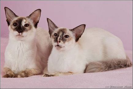 A legérdekesebb fajta hosszú szőrű macskák félig Macskák fotó, perzsa csincsilla
