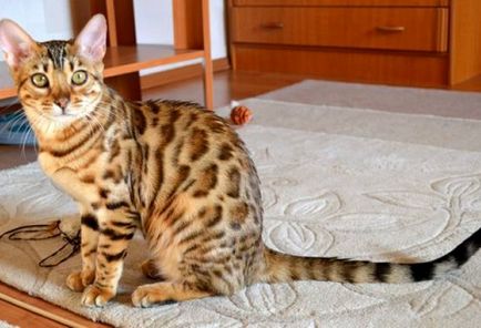 Cele mai frumoase rase de pisici cu părul lung sunt pisicile cu păr lung, chinchilla persană