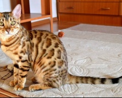 Найкрасивіші породи довгошерстих кішок фото напівдовгошерстих кішок, перська шиншила