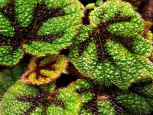Найпопулярніші види бегоній, опис і фото рослин