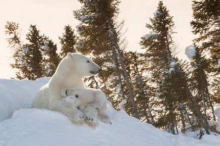 Mamele cele mai emoționante, ursul și puii lor de urși - viața sub lampă!