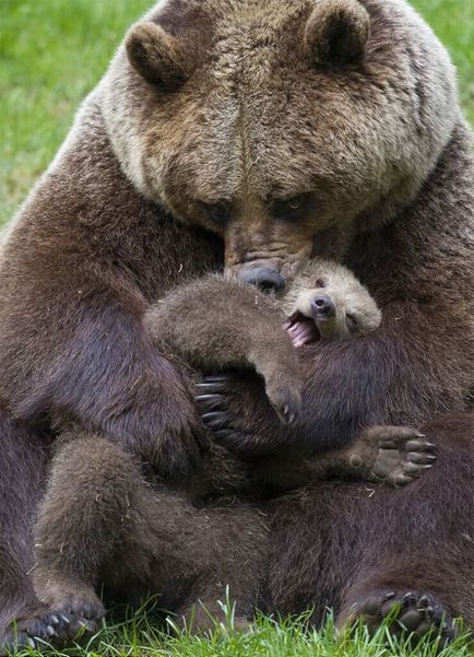 Найзворушливіші мами-ведмедиці і їх ведмежата - життя під лампою!