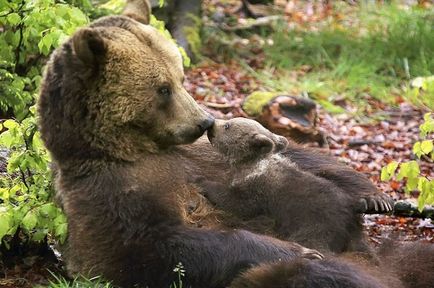 Найзворушливіші мами-ведмедиці і їх ведмежата - життя під лампою!