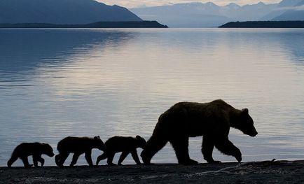 Найзворушливіші мами-ведмедиці і їх ведмежата - життя під лампою!