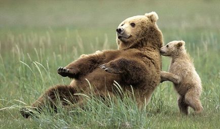Mamele cele mai emoționante, ursul și puii lor de urși - viața sub lampă!
