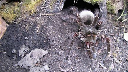 Cel mai mare păianjen din lume,