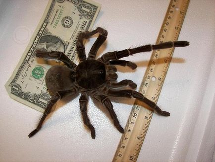 Cel mai mare păianjen din lume,