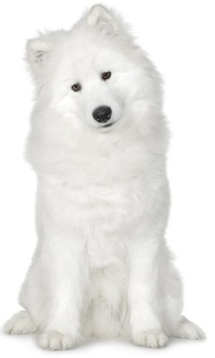 Samoyed Laika, caracteristici, boli, îngrijire, consiliu