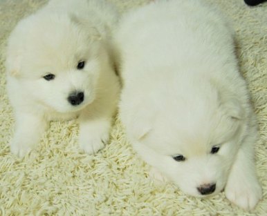 Samoyed Laika, caracteristici, boli, îngrijire, consiliu