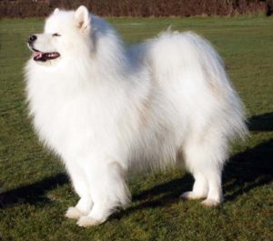 Câine Samoyed prezintă o varietate și nuanțe de conținut