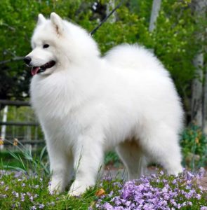 Câine Samoyed prezintă o varietate și nuanțe de conținut