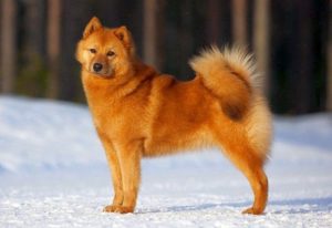 Szamojéd kutya jellemző variációk és árnyalatok tartalom