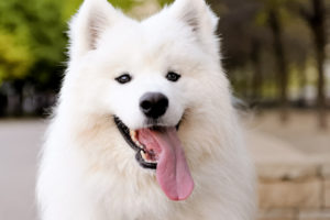 Câine Samoyed prezintă o varietate și nuanțe de conținut