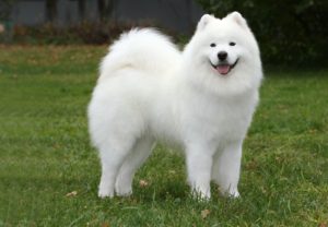 Câine Samoyed prezintă o varietate și nuanțe de conținut