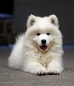 Câine Samoyed prezintă o varietate și nuanțe de conținut