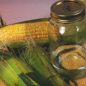 Самогон з кукурудзи перевірені рецепти приготування
