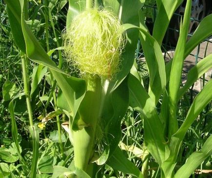 Цукрова кукурудза в Підмосков'ї - городні хитрості