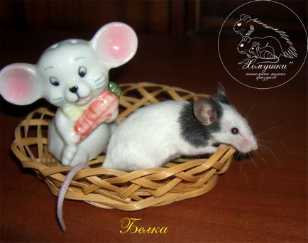 Сайт мишландія - японські миші