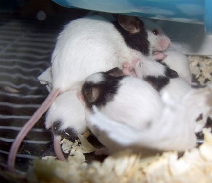 Сайт мишландія - японські миші
