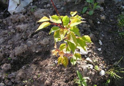 Seedling reguli de caise în alegerea pepinieră, cum să crească de la oase, plantare, îngrijire, fotografie, video