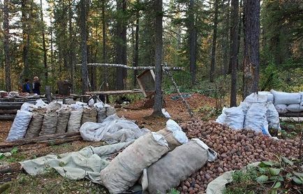 Gyűjtés fenyőmag amikor takarítják be, amikor érett, hogy mennyi súlyt táska