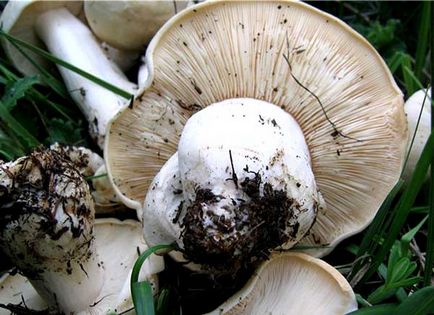 Їстівні гриби криму - фото і опис