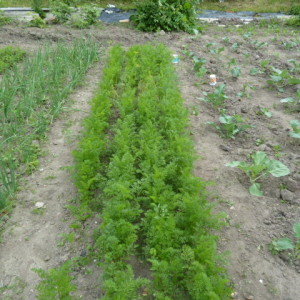 Secretele morcovilor în creștere - o grădină fără griji