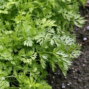 Secretele morcovilor în creștere - o grădină fără griji